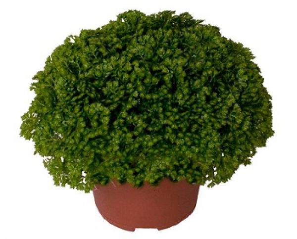 SELAGINELLA APODA