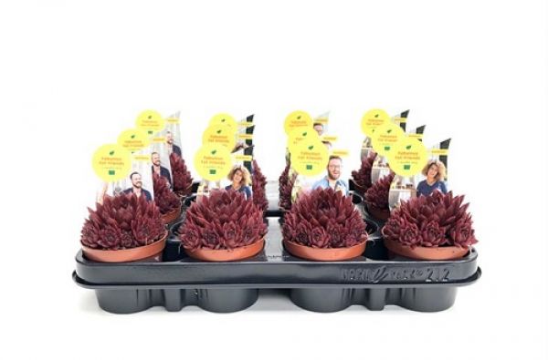 SEMPERVIVEM CORAL RED