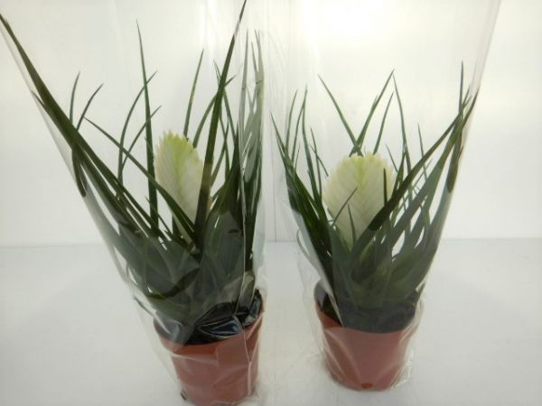 TILLANDSIA CYANEA BLANC