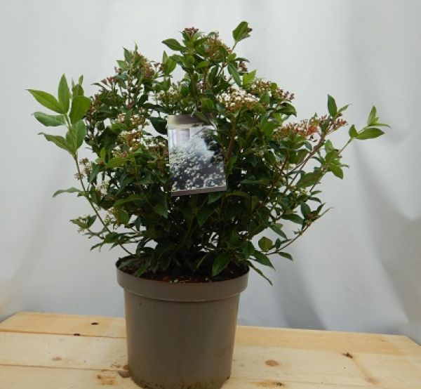 VIBURNUM TINUS