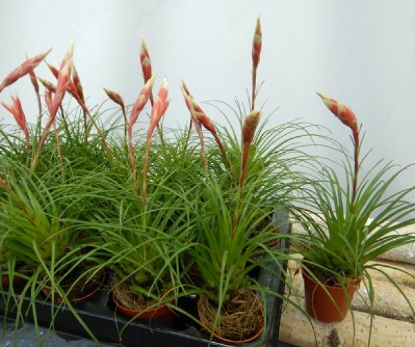 VRIESEA DELICATULA