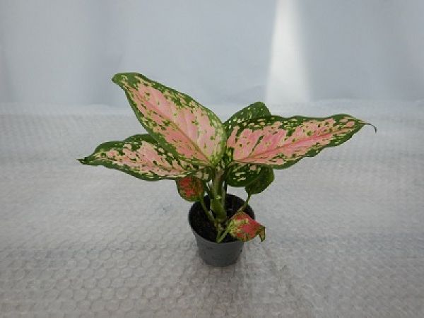 AGLAONEMA RED ZIRKON