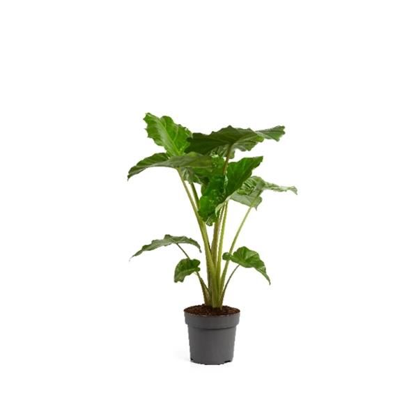 ALOCASIA PORTODORA