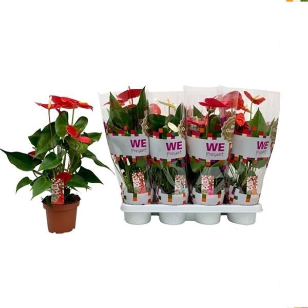 ANTHURIUM MIX