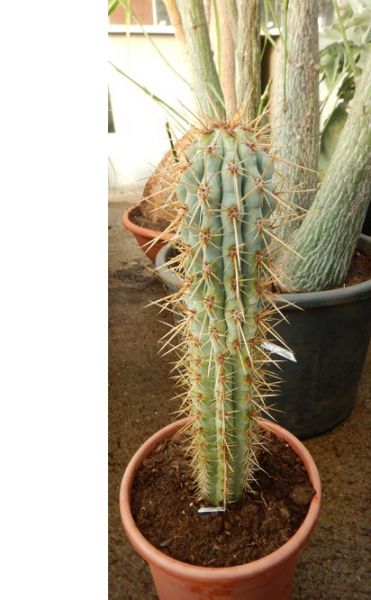 BROWNINGIA HERTLINGIANA