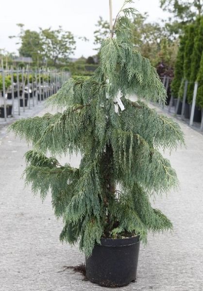 CHAMAECYPARIS NOOTK.PENDULA