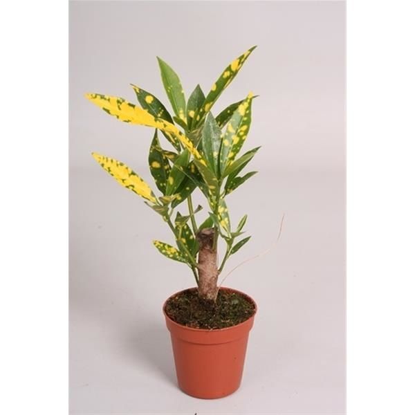 CROTON VARIEGATUM / CODIAEUM