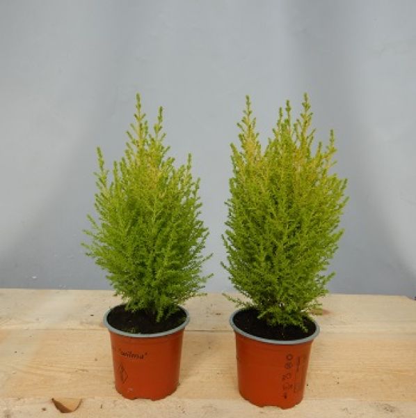 CUPRESSUS GOLDCREST WILMA