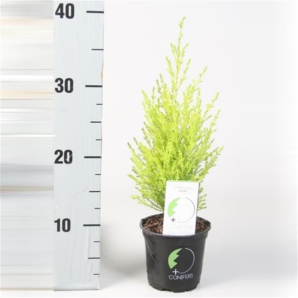 CUPRESSUS GOLDCREST WILMA