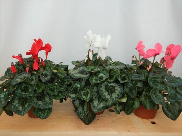 CYCLAMEN MAMMOTH