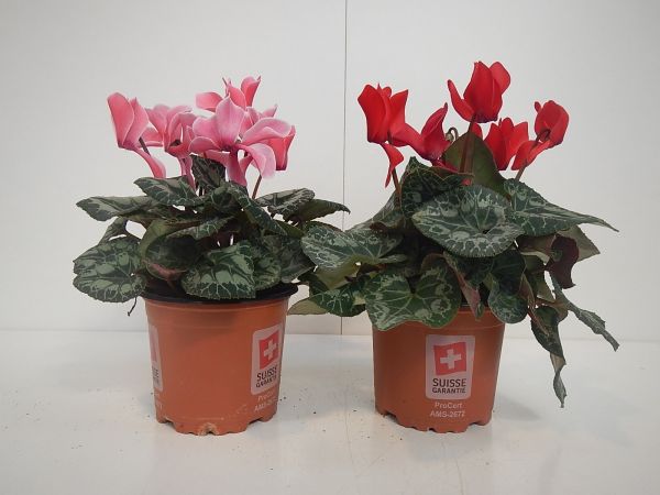CYCLAMEN SUPER SERIE