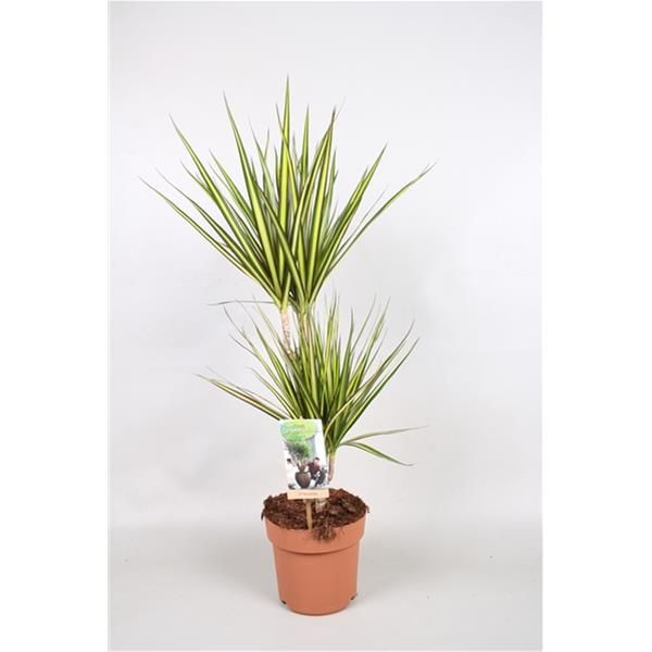 DRACAENA MARGINATA SUNRAY
