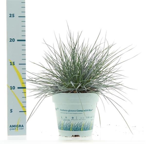 FESTUCA GLAUCA