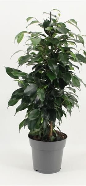 FICUS DANIELLE
