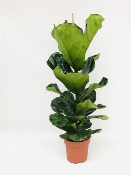 FICUS LYRATA