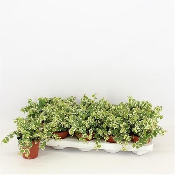 FICUS PUMILA WHITE SUNNY