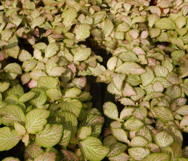 FITTONIA SALMON RUBY LIME