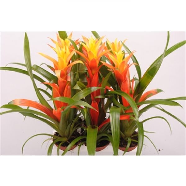 GUZMANNIA EDINA