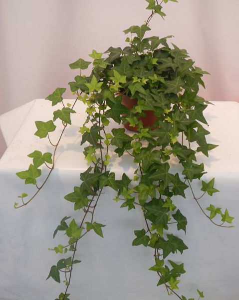HEDERA
