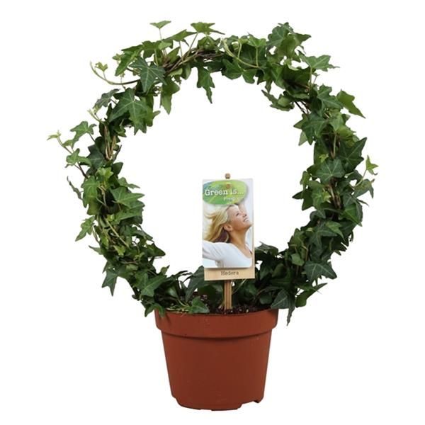 HEDERA ARCEAU