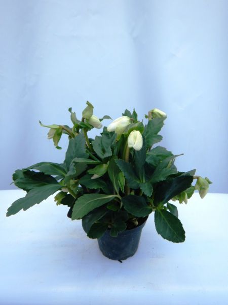 HELLEBORUS 02-G- COLLECTION