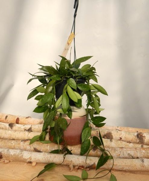 HOYA GRACILIS