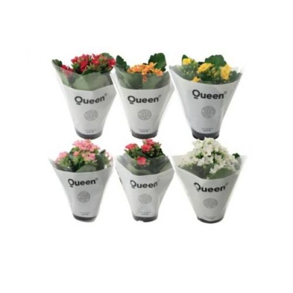 KALANCHOE ARTS HYBRID