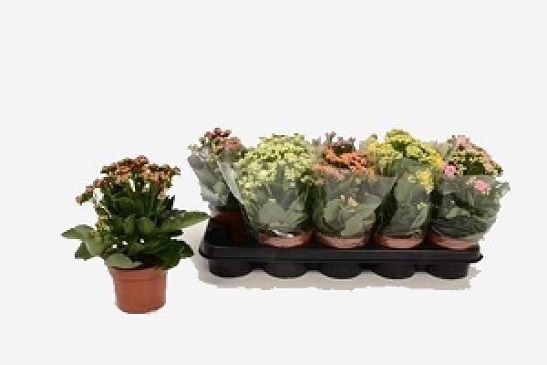 KALANCHOE CALANDIVA