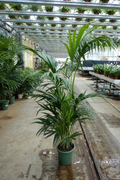 KENTIA