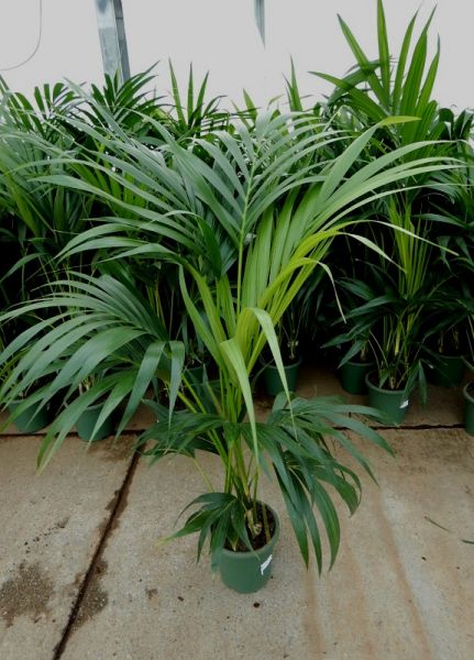 KENTIA
