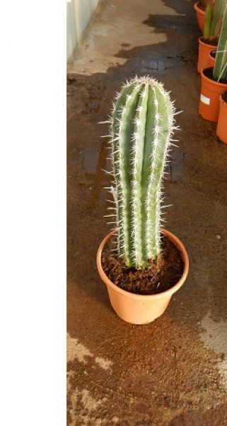 PACHYCEREUS PECTEN-ABORIGINUM