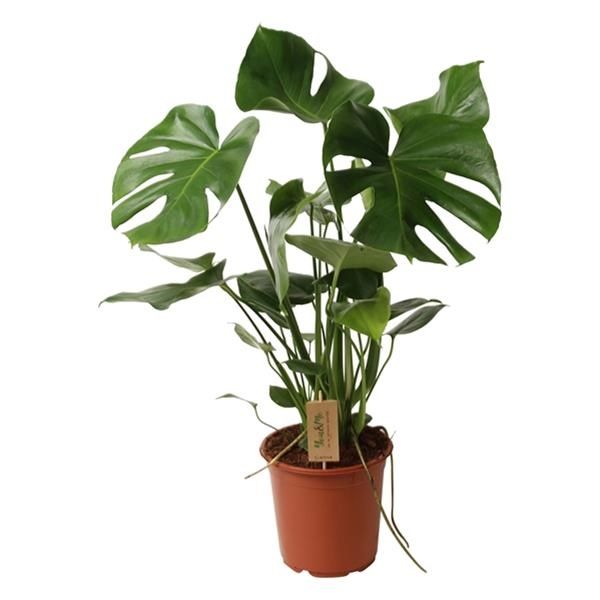 PHILODENDRON MONSTERA