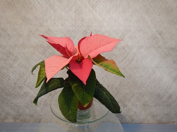 POINSETTIA MINI