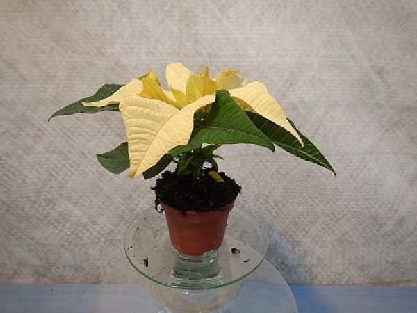 POINSETTIA MINI