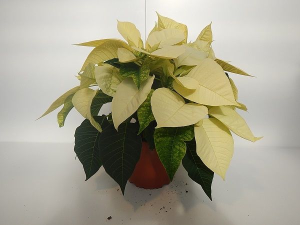POINSETTIA TOUFFE