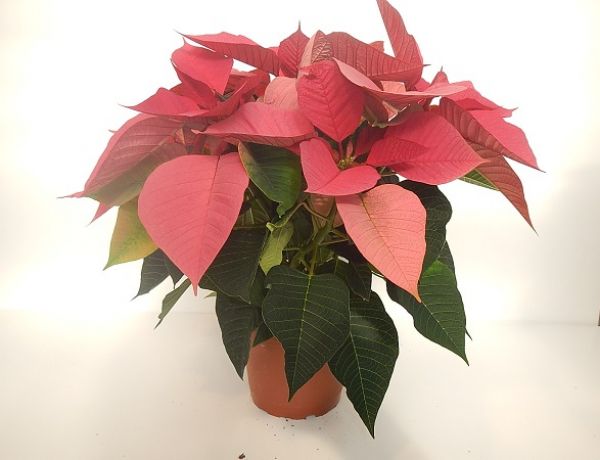 POINSETTIA TOUFFE