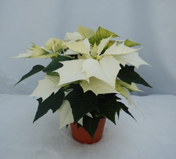 POINSETTIA TOUFFE