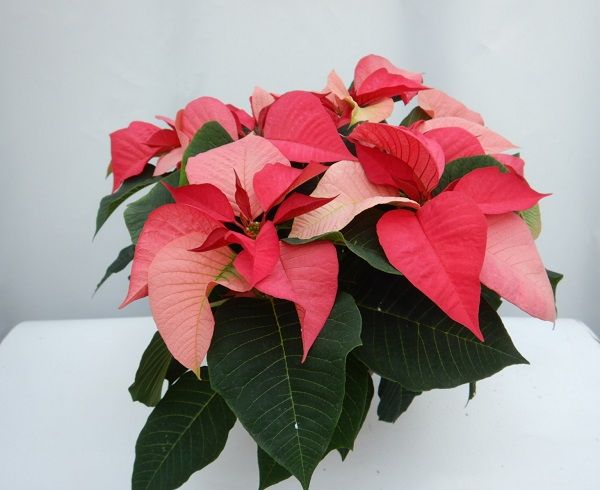 POINSETTIA TOUFFE