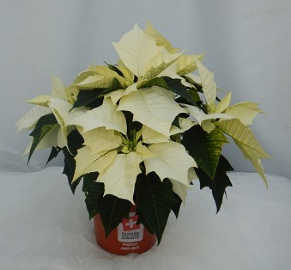 POINSETTIA TOUFFE