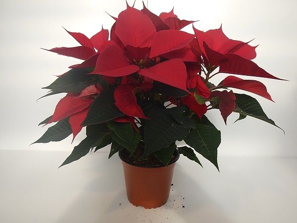 POINSETTIA TOUFFE