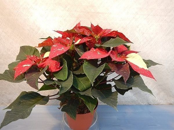 POINSETTIA TOUFFE