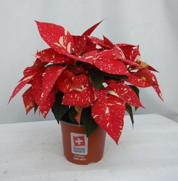 POINSETTIA TOUFFE