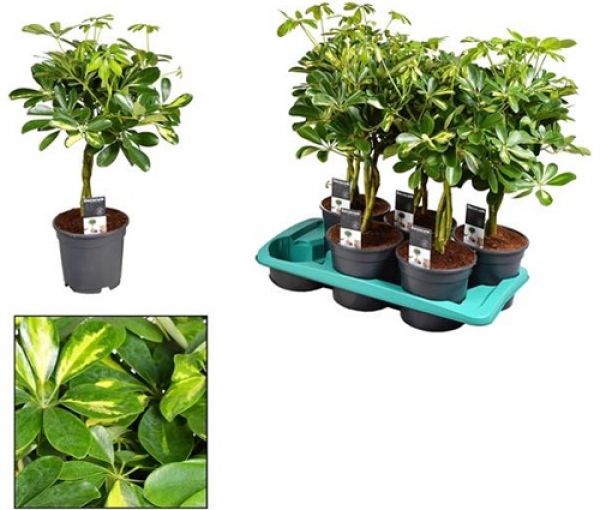 SCHEFFLERA GOLD CAPELLA