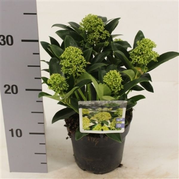 SKIMMIA JAPONICA WHITE GLOBE