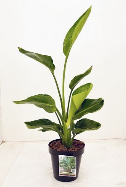 STRELITZIA AUGUSTA