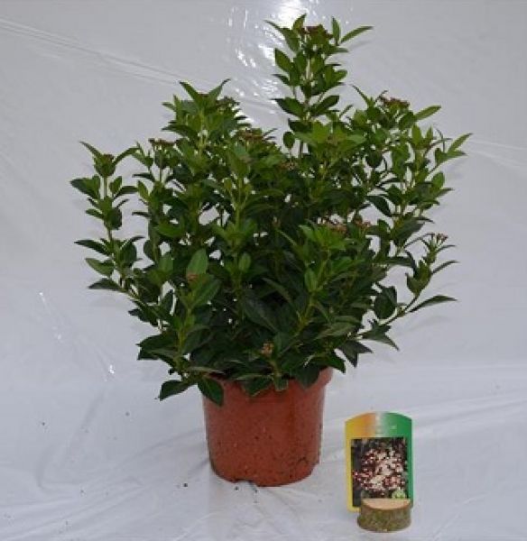 VIBURNUM TINUS