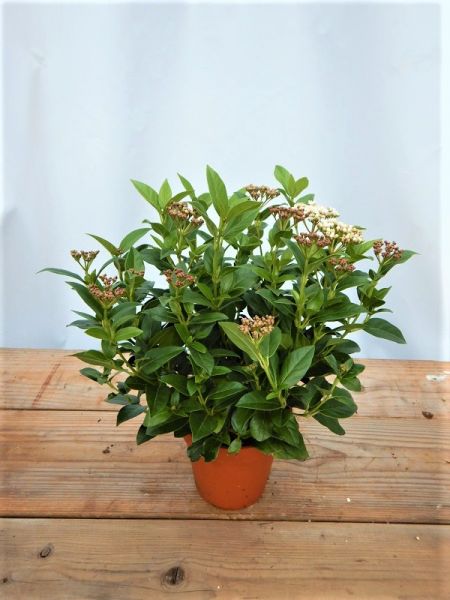 VIBURNUM TINUS