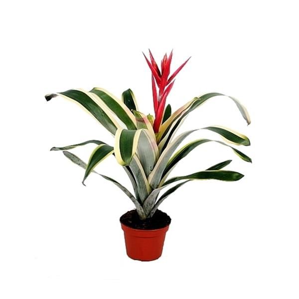 AECHMEA FELICE