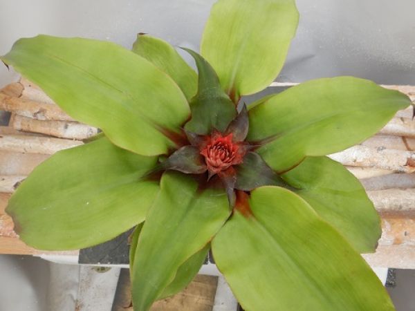 AECHMEA TAYOENSIS