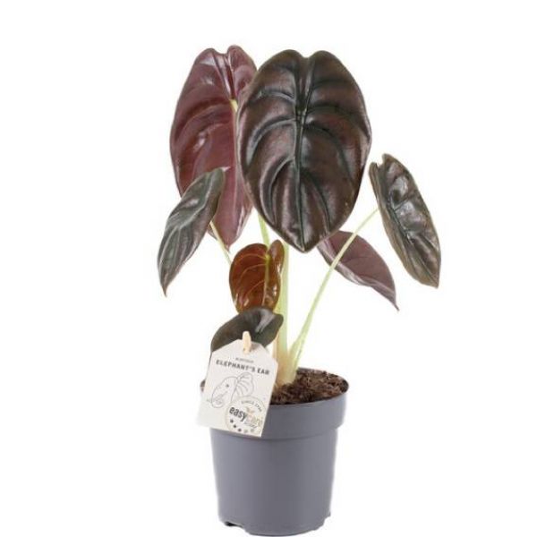 ALOCASIA DRAGON CUPREA